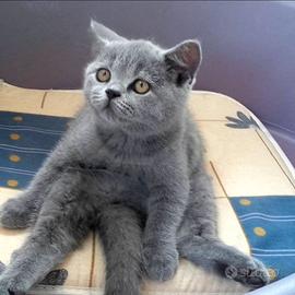 British shorthair