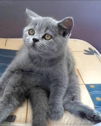 British shorthair