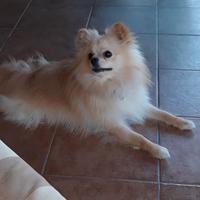 Volpino