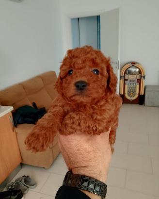 Barboncino toy red tel 3792316469