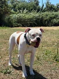Cagnolina di american bulldog