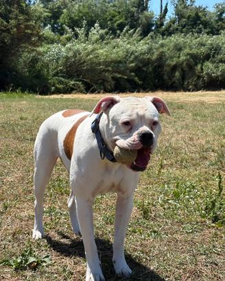 Cagnolina di american bulldog