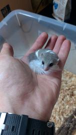 Mini ghiro