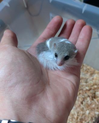 Mini ghiro