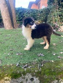 Cucciole di pastore australiano