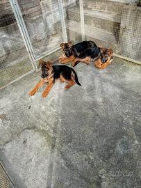 Cuccioli pastore tedesco
