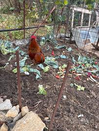 Gallo
