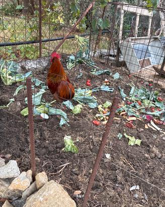 Gallo