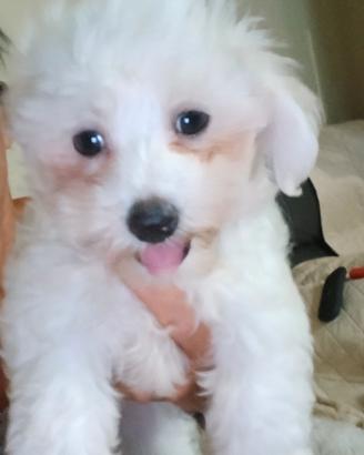 MALTESE TOY