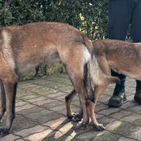 Cuccioli di pastore belga malinois