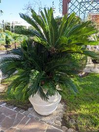 Cycas Revoluta in vaso