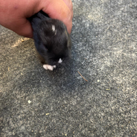 Razza:Nani,testa di leone ed Ariete