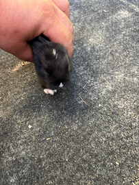 Razza:Nani,testa di leone ed Ariete