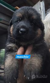 Pastore tedesco cuccioli