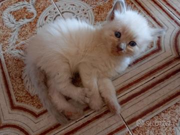 Cucciolo di siberiano