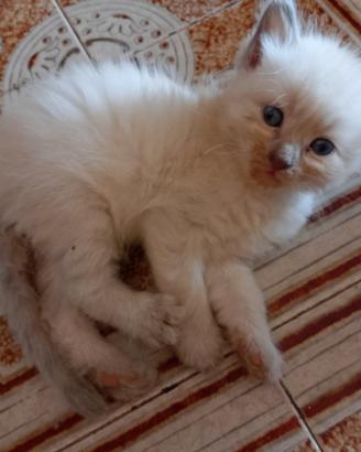 Cucciolo di siberiano
