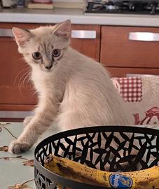 Gattino di 3 mesi e mezzo razza europea/siamese