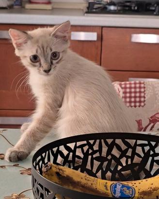 Gattino di 3 mesi e mezzo razza europea/siamese