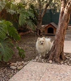 Spitz maschio ,bianco, cucciolone con pedigree