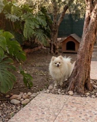 Spitz maschio ,bianco, cucciolone con pedigree