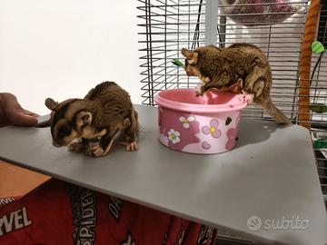 Petauri dello Zucchero con gabbia