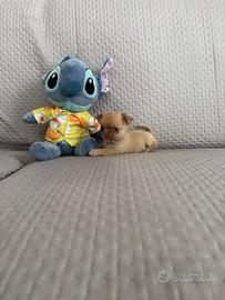 Chihuhua mini mini toy