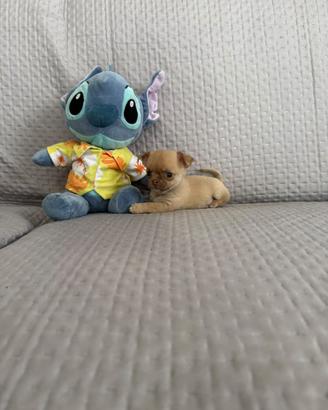 Chihuhua mini mini toy
