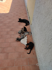 Gattini da dare in adozione