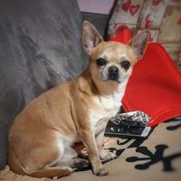 Stallone Chihuahua Misty Meadow's