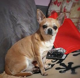 Stallone Chihuahua Misty Meadow's