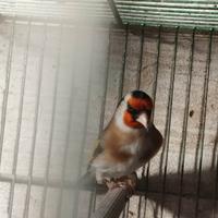 Cardellino ancestrale taglia media 2024