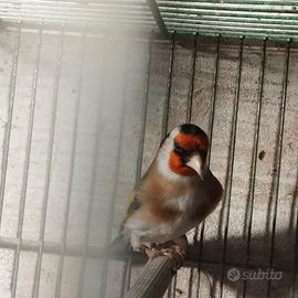 Cardellino ancestrale taglia media 2024