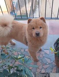 cane Chow Chow