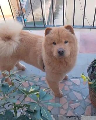 cane Chow Chow