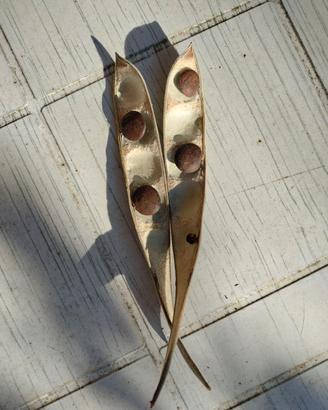 Semi di Glicine