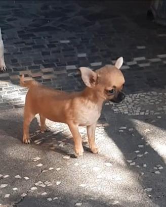 Cucciola di chiwawa