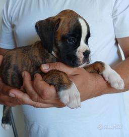 Boxer cuccioli
