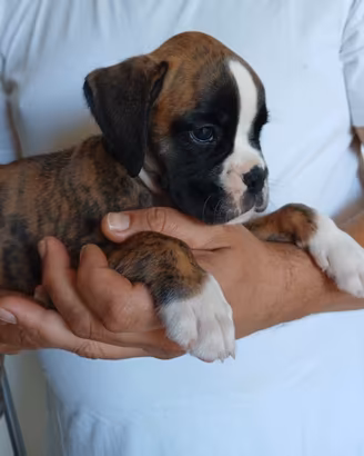 Boxer cuccioli