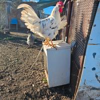 Galline livornesi exquer