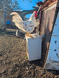 Galline livornesi exquer