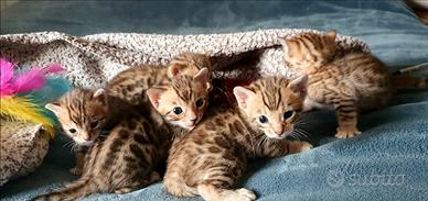 Cuccioli bengala Brown