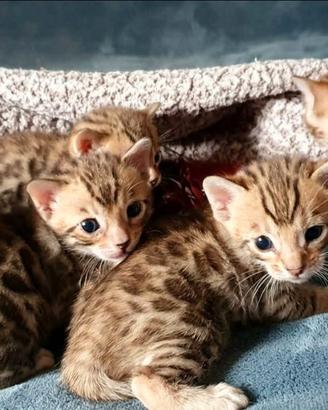 Cuccioli bengala Brown