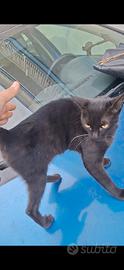 Gattina