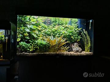 acquario