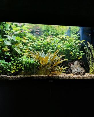 acquario