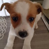 Pincher incrocio dolcissimi