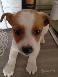 Pincher incrocio dolcissimi