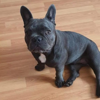 Bulldog francese