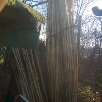 canne dolci per orti