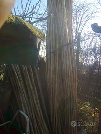 canne dolci per orti